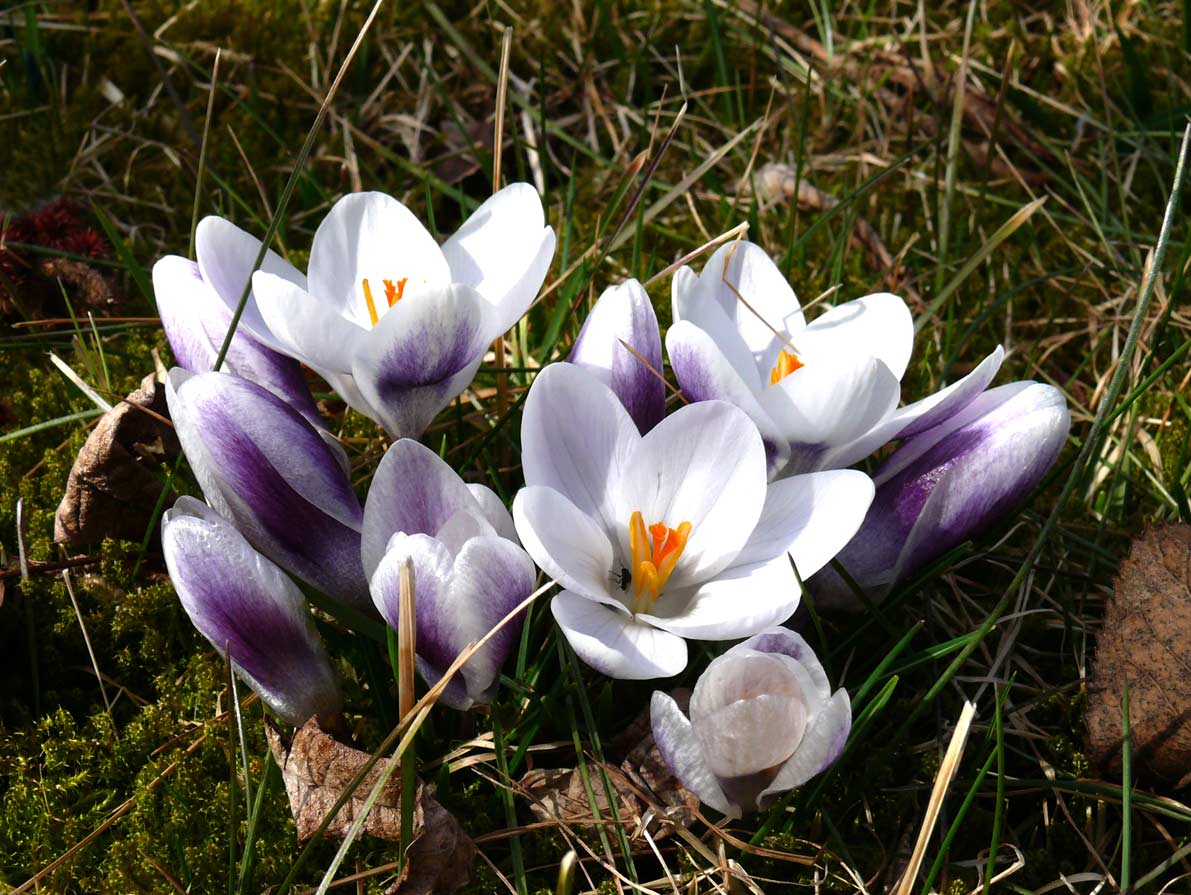 Шафран Долинный Crocus vallicola